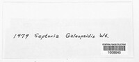 Septoria galeopsidis image